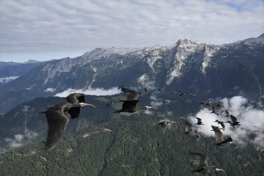 Как люди учат забывших путь ибисов лететь на юг за мотопарапланом