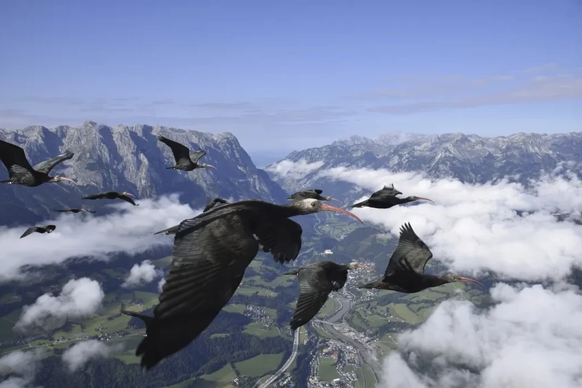 Как люди учат забывших путь ибисов лететь на юг за мотопарапланом