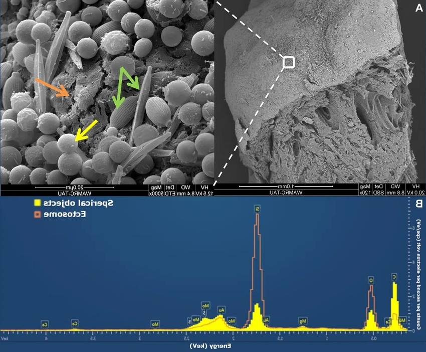 Ядовитый щит губок: как молибден защищает древних обитателей моря от хищников
