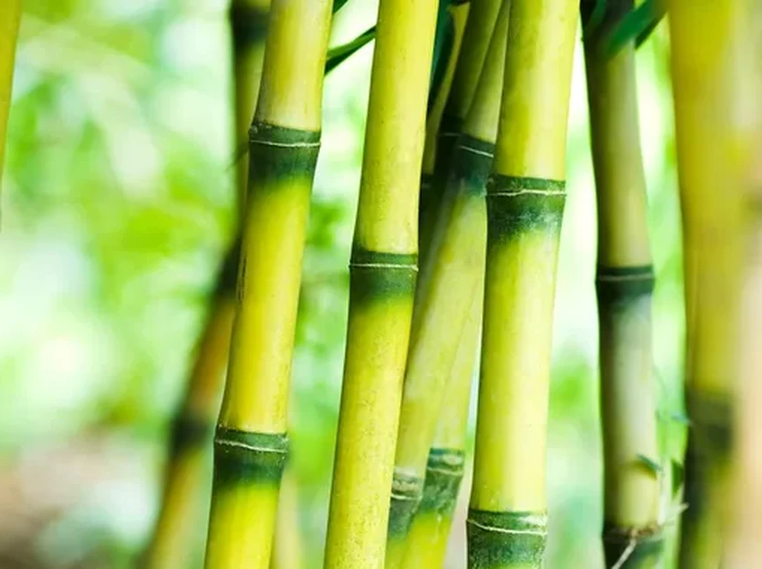 5 гениальных идей китайских джонок, которые опередили время