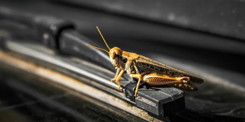Кузнечик или саранча: 5 главных отличий во внешности и повадках насекомых