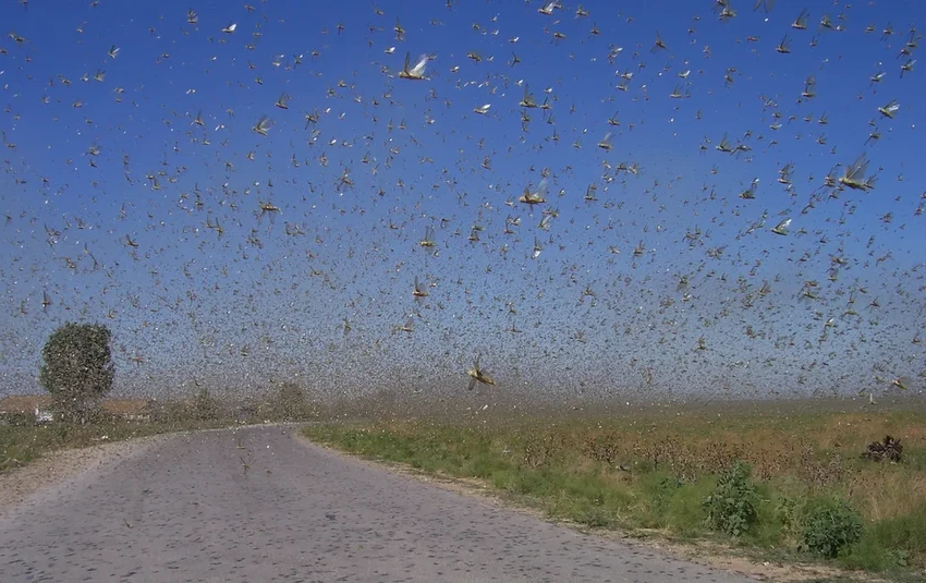 Кузнечик или саранча: 5 главных отличий во внешности и повадках насекомых