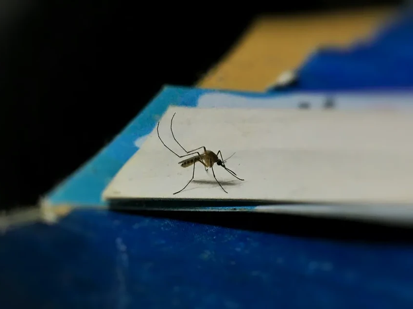 Не только для готовки: 6 бытовых лайфхаков с кукурузным крахмалом для дома