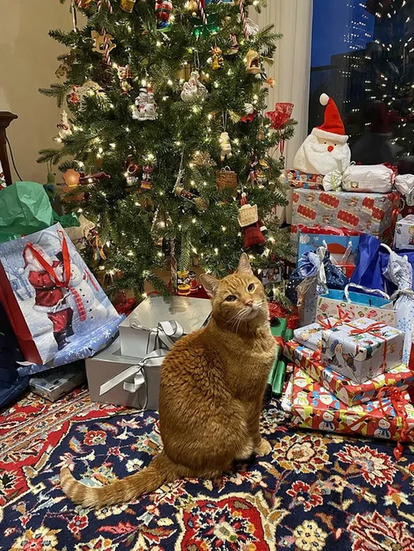 Кошка против ёлки: 4 работающих способа сохранить новогоднее дерево