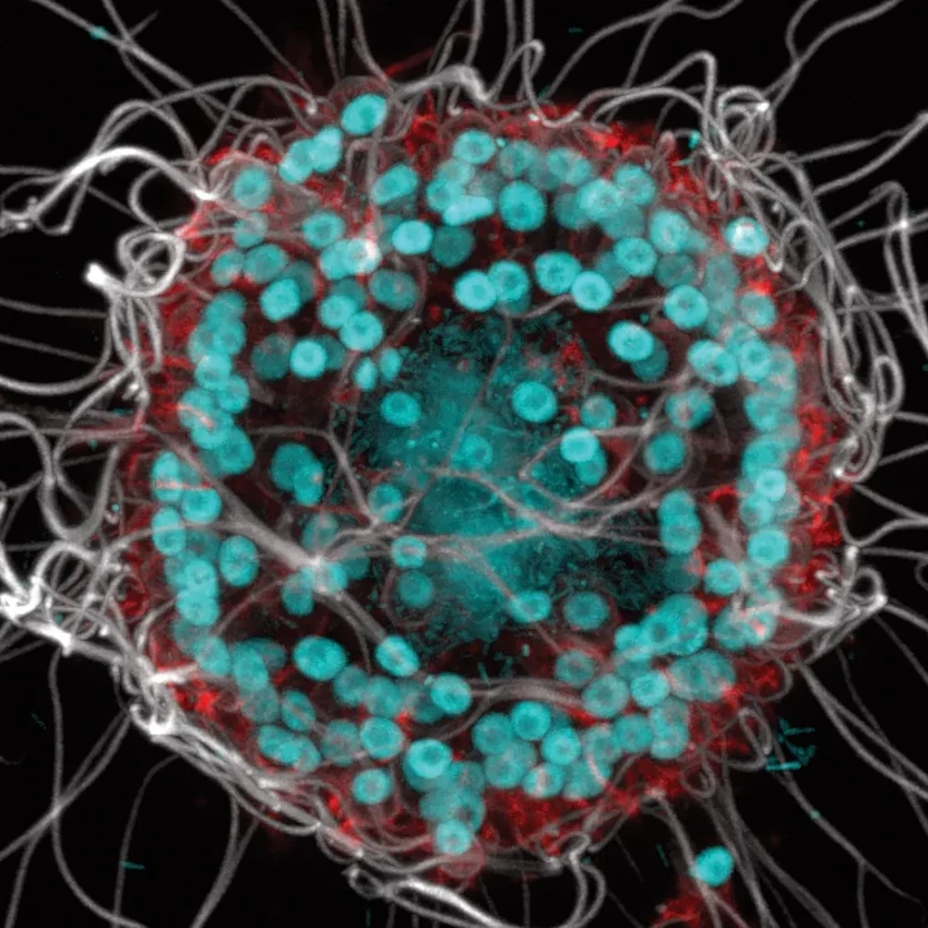 В озере Моно нашли ключ к эволюции многоклеточной жизни