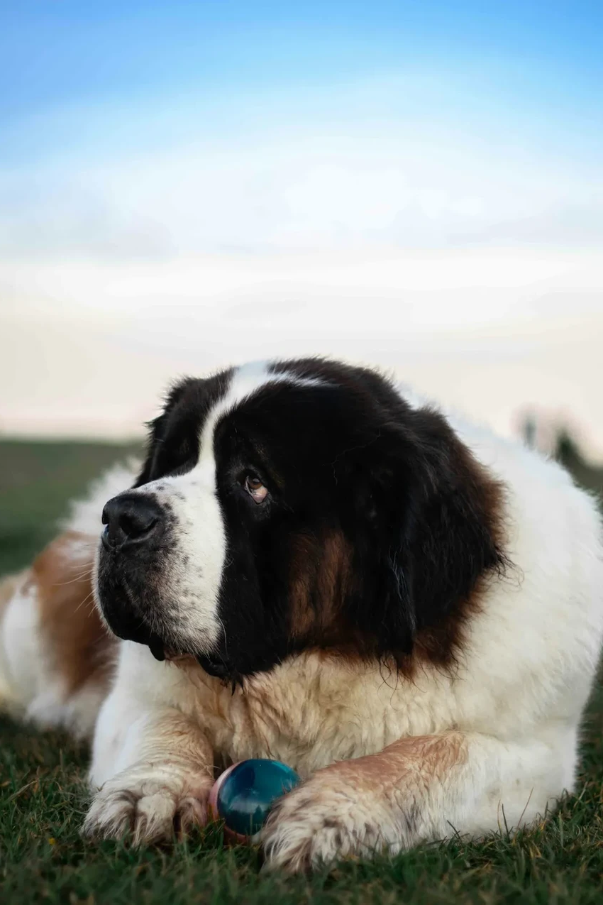 Собаки говорят с людьми: как кнопки открывают настоящий диалог