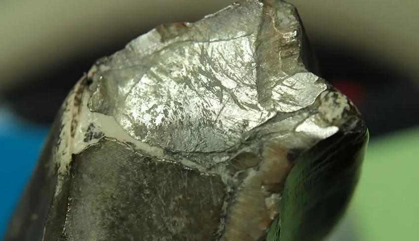 Как динозавры-вегетарианцы справлялись с жесткой пищей: конвейер по смене зубов