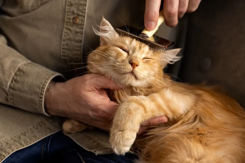 Первая в мире антивозрастная добавка для кошек создана в России