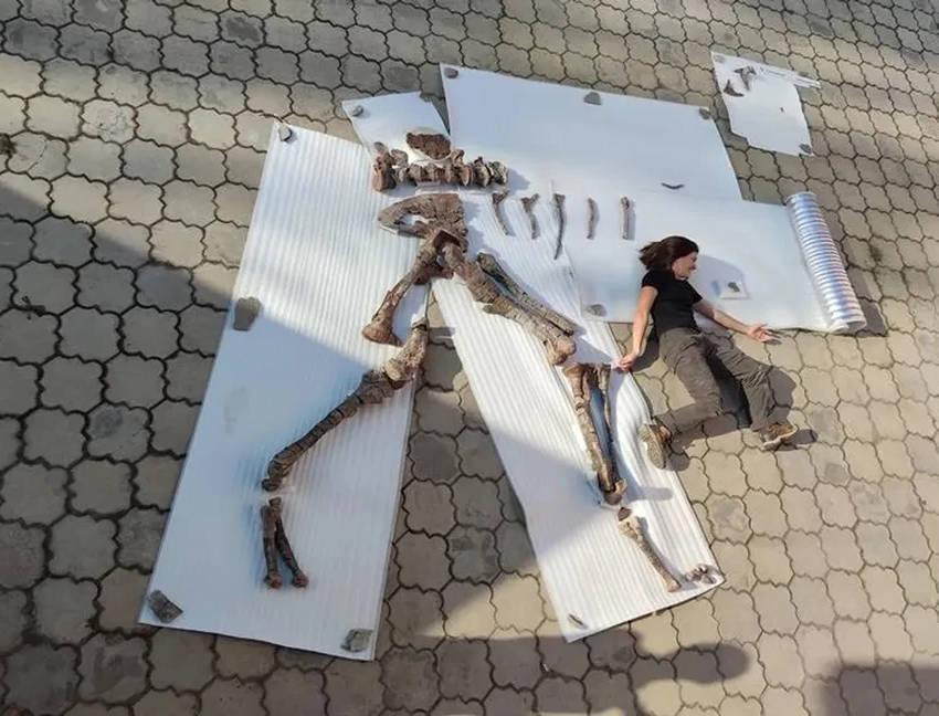 В Киргизии нашли нового хищного динозавра с костяным рогом над глазом