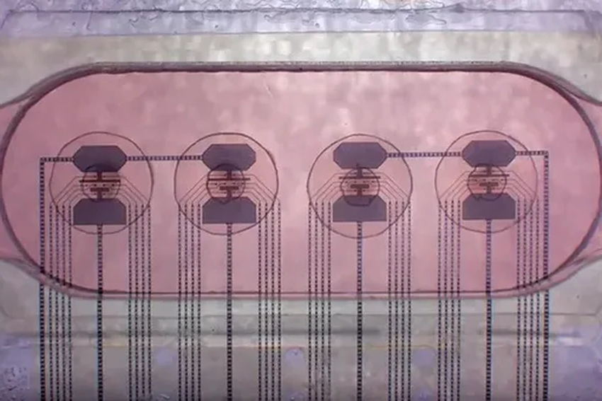 Биокомпьютер из нейронов: как живой процессор изменит будущее ИИ