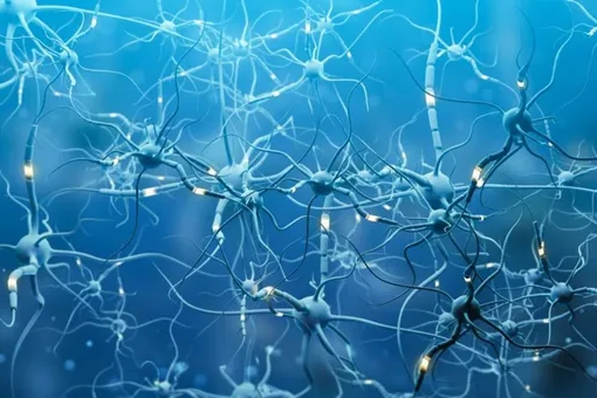 Как мозг хранит память: три версии одного воспоминания