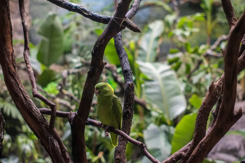 Попугаи с акцентом: как и почему у птиц появляются свои диалекты