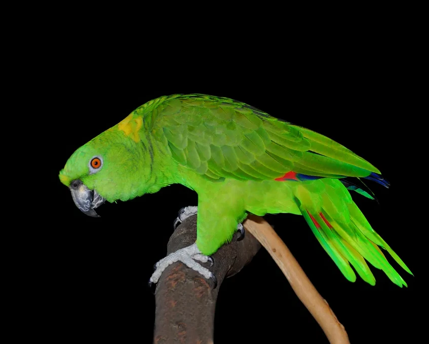 Попугаи с акцентом: как и почему у птиц появляются свои диалекты