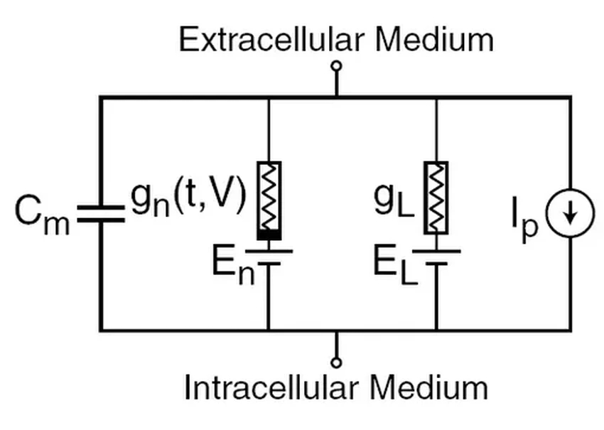 Как модель реального нейрона сделала искусственный интеллект эффективнее