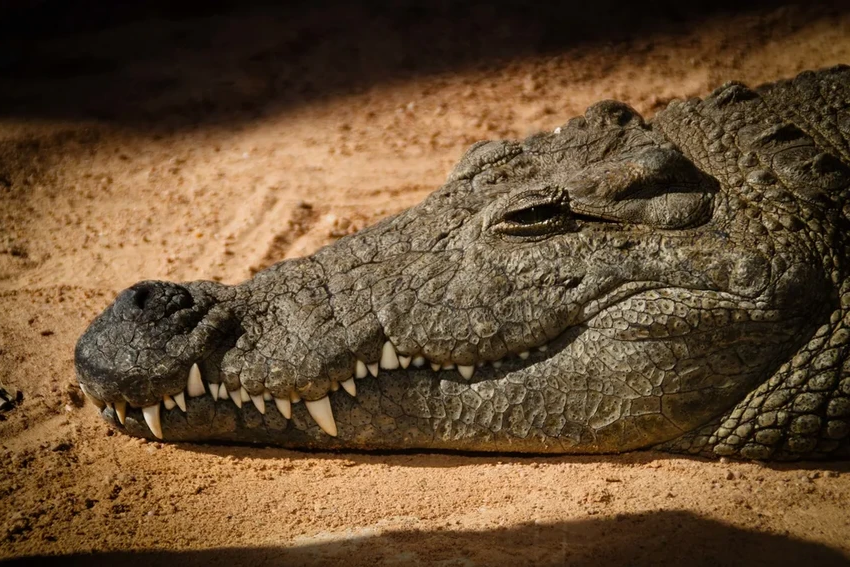 Учёные восстановили мозг древнего предка крокодилов — кансайзуха