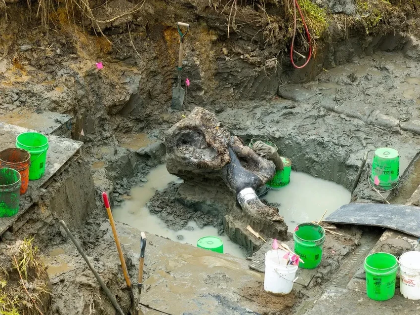 В Айове впервые нашли полный скелет мастодонта возрастом 13 600 лет