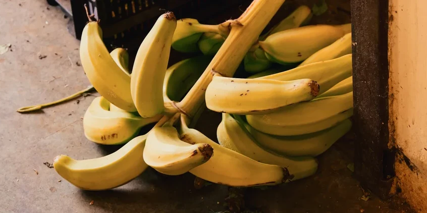 Бананы под угрозой: как наука находит способ их спасти