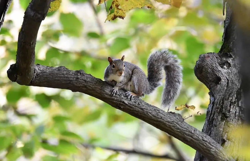 Как белки находят тысячи тайников: нейронная хеш-функция в мозге