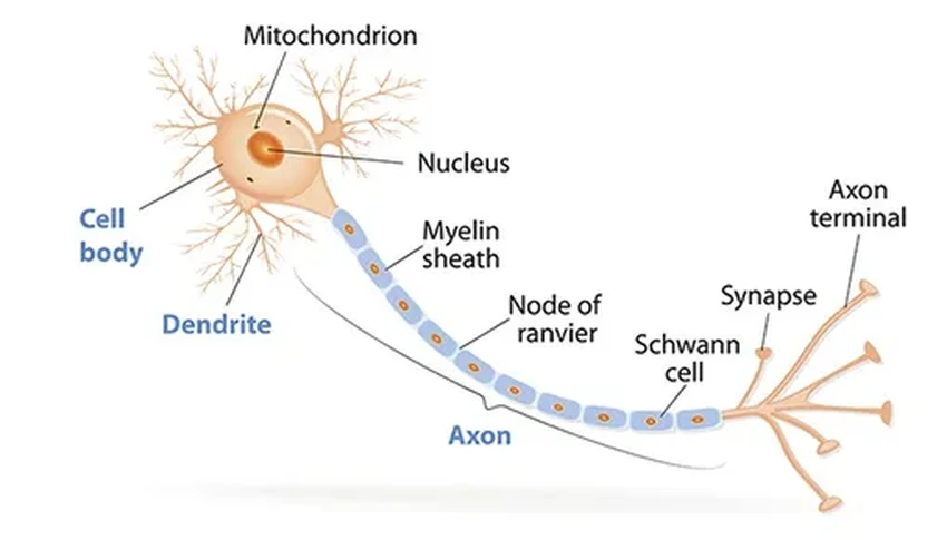 Как квантовая запутанность фотонов в мозге может быть связана с сознанием