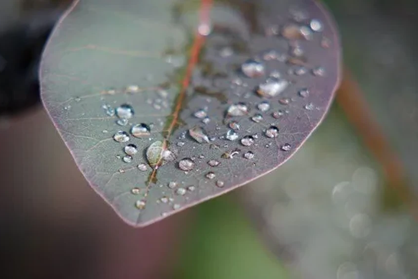 Петрикор: чем опасен волшебный запах после дождя