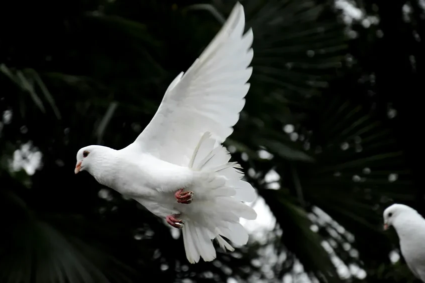 Зачем в СССР в каждом дворе строили голубятни: неожиданная история