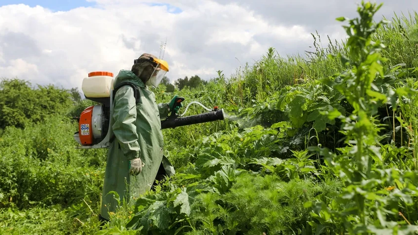 Борщевик Сосновского: как опасный сорняк задумывался как спасение СССР