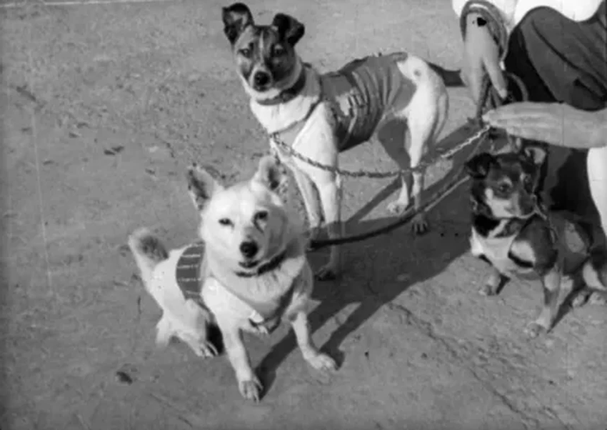 Правда о Лайке: история первого живого существа на орбите