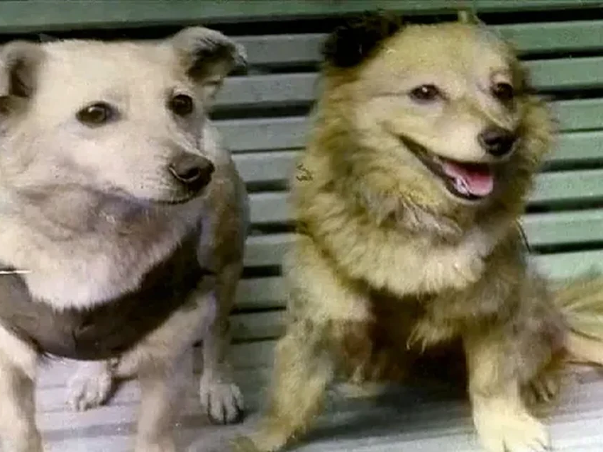 Забытые миссии СССР: что летало в космос между Спутником и Гагариным?