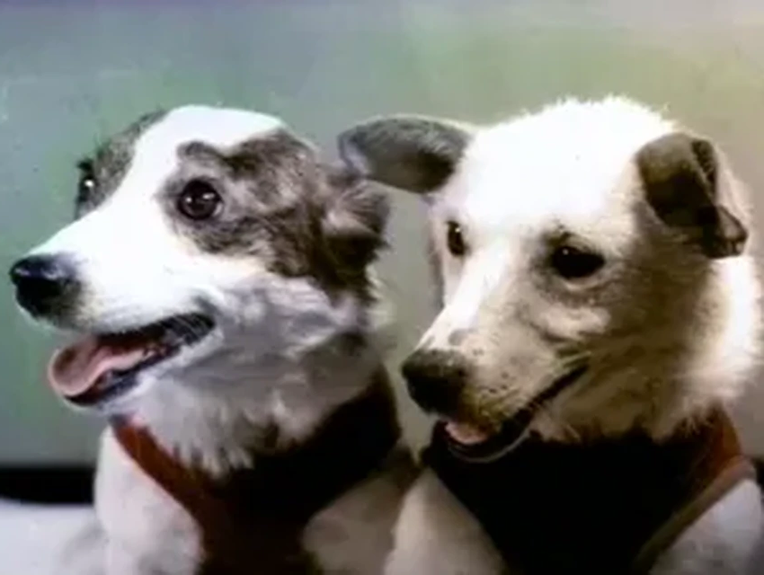 Белка и Стрелка: неизвестные факты о легендарном собачьем полёте в космос