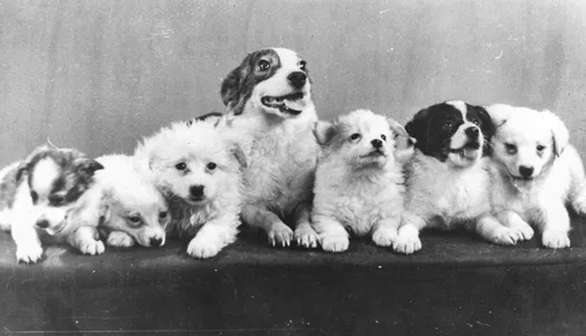 Белка и Стрелка: неизвестные факты о легендарном собачьем полёте в космос