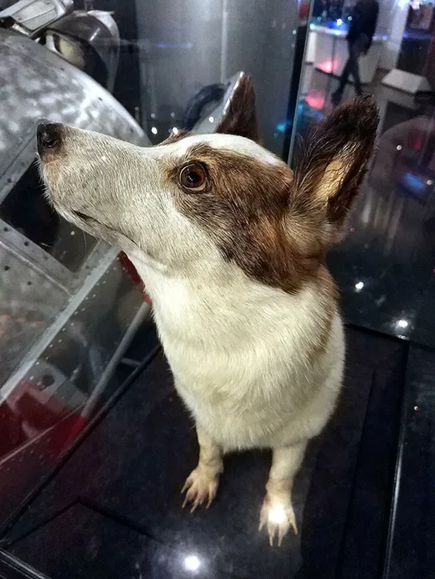 Белка и Стрелка: неизвестные факты о легендарном собачьем полёте в космос