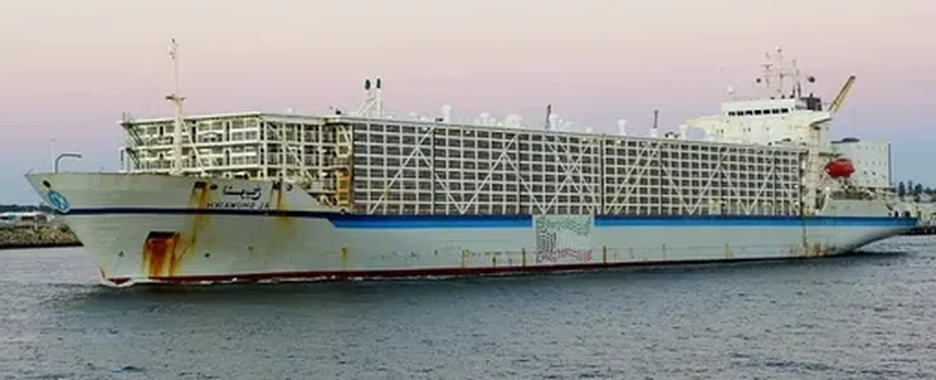 Скотовозы: как живых животных перевозят через океан и почему это опасно