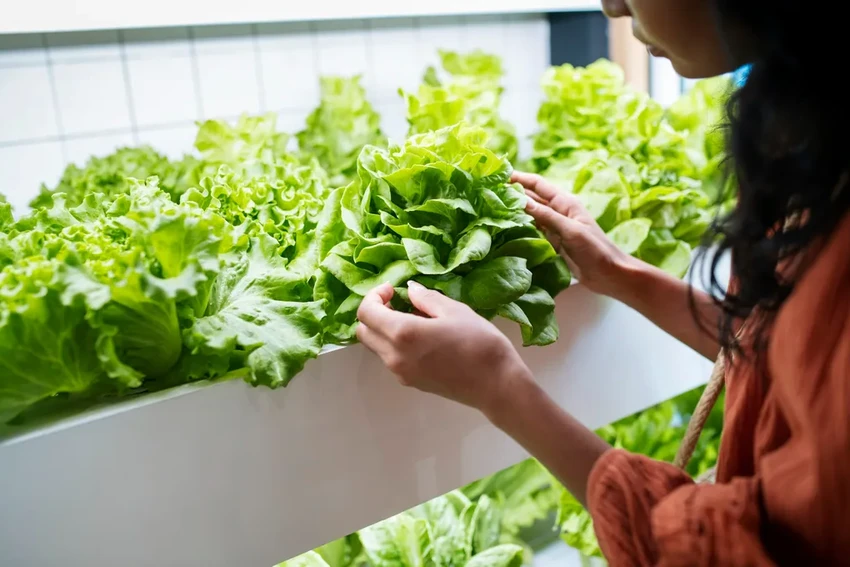 Будущее городских ферм: как умные технологии меняют сельское хозяйство в мегаполисах