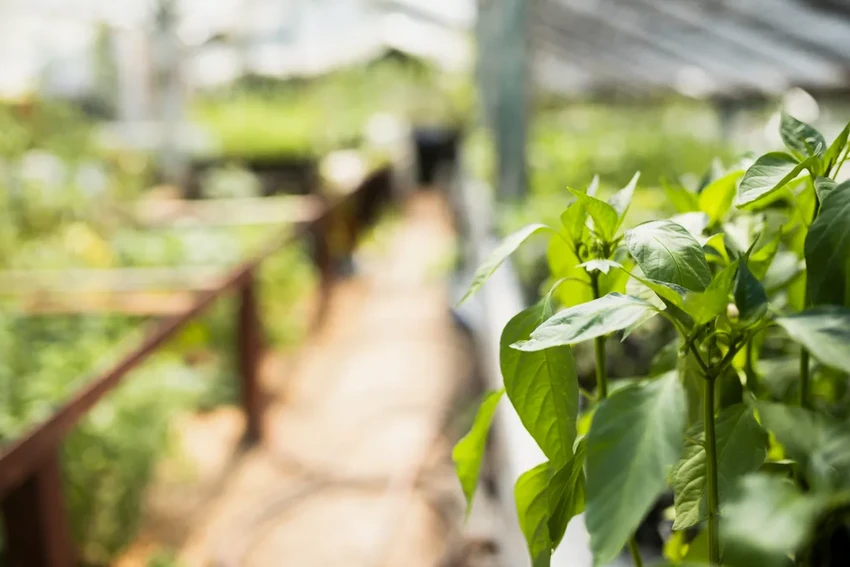 Будущее городских ферм: как умные технологии меняют сельское хозяйство в мегаполисах