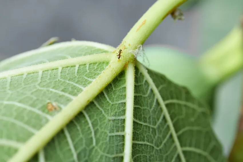 Будущее городских ферм: как умные технологии меняют сельское хозяйство в мегаполисах