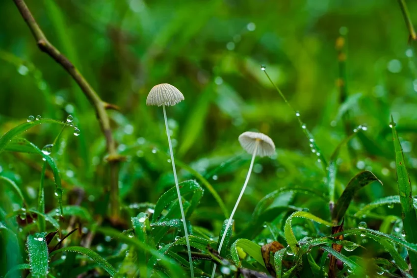 Будущее городских ферм: как умные технологии меняют сельское хозяйство в мегаполисах