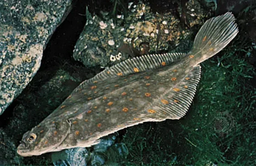 «Ля-Ранс»: как устроена и какой ценой работает крупнейшая приливная электростанция