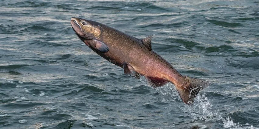 Плотины уходят: как США возвращают рекам их историческое русло