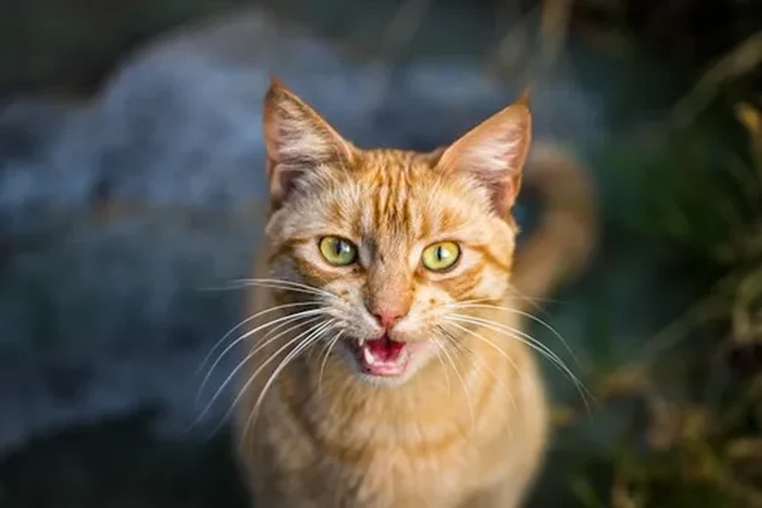 Кошки больше «разговаривают» с мужчинами: неожиданные выводы учёных