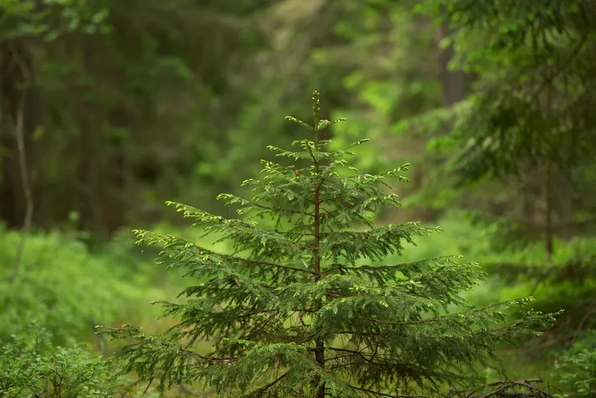 Новогодний венок вместо ёлки: пошаговая инструкция для создания своими руками