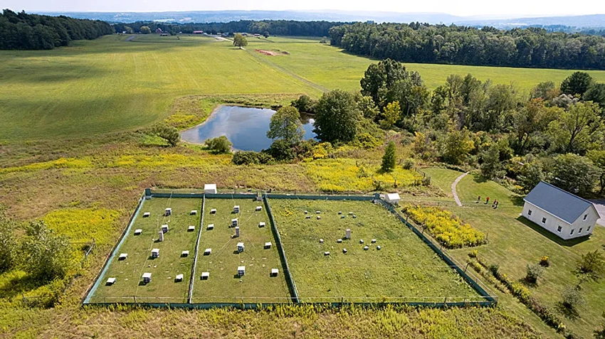 Лабораторные мыши перестали бояться после недели на природе