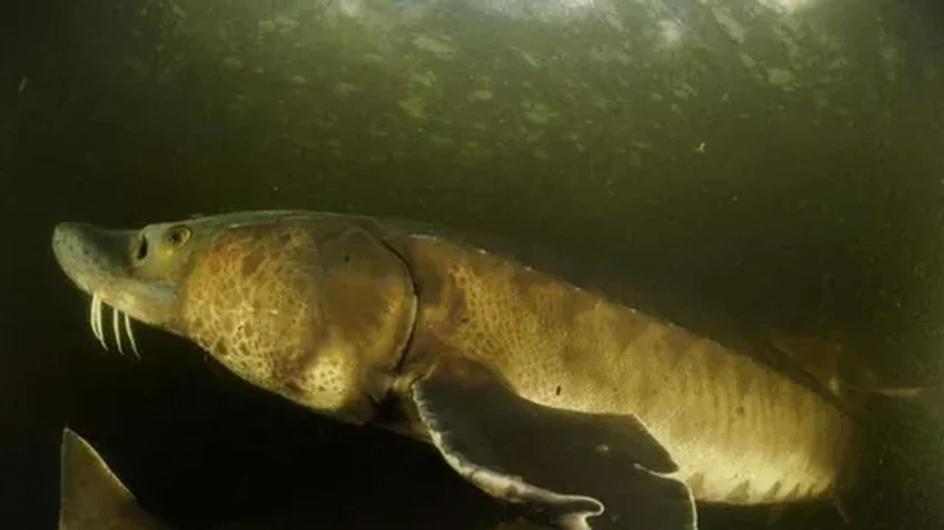 Спасение рыбы от турбин ГЭС: как новые технологии позволяют сохранить осетров и лосося