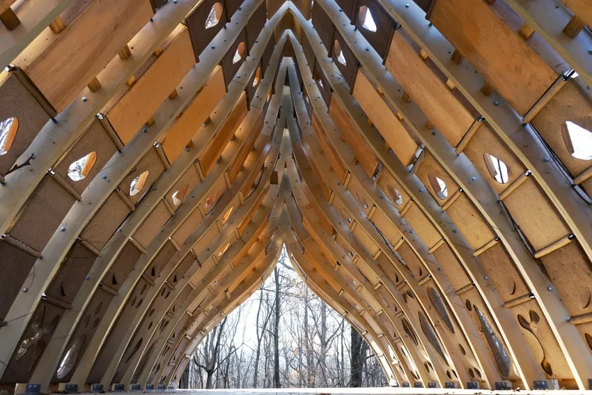 Дом, который растёт: как живые деревья становятся стенами будущих коттеджей