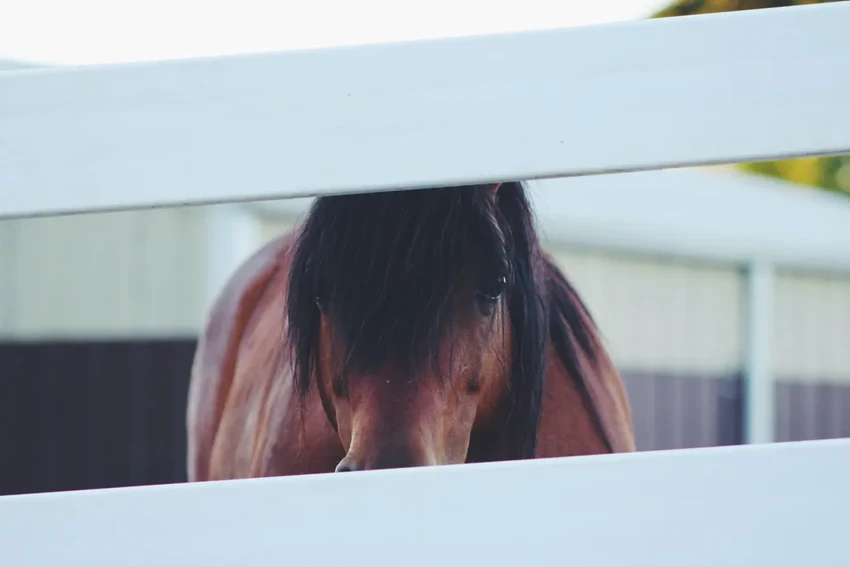 Неожиданный интеллект: как лошади демонстрируют стратегическое мышление