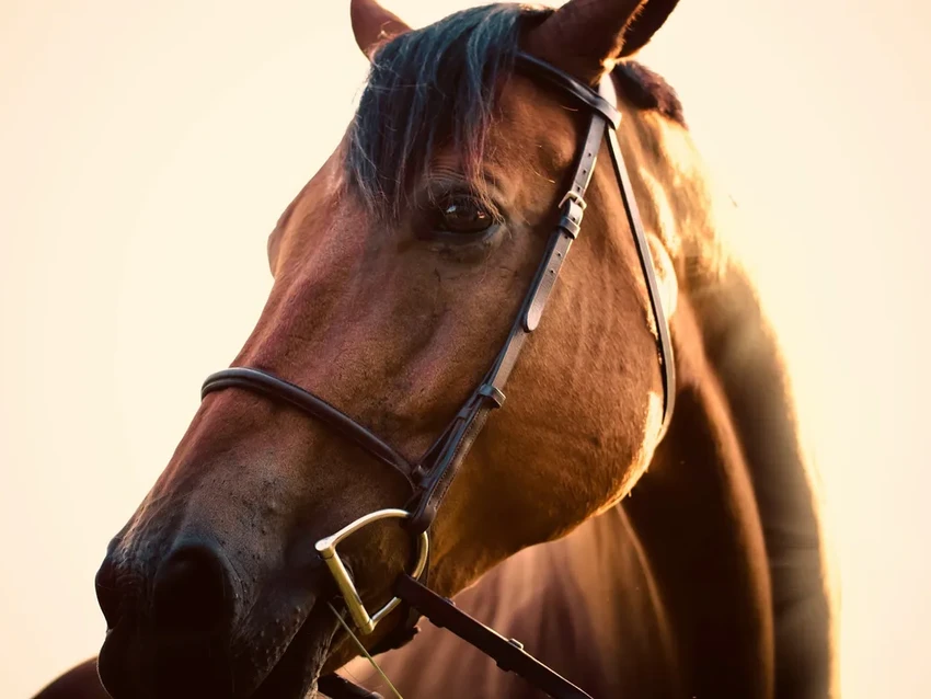 Неожиданный интеллект: как лошади демонстрируют стратегическое мышление