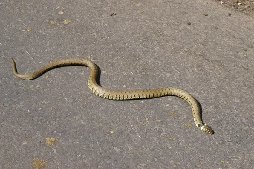 Кто выходит на дорогу осенью: как избежать встречи с лосями и тиграми