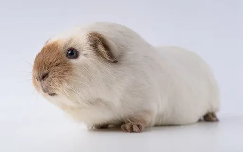 Капибара: почему самый спокойный грызун стал главным мемом интернета