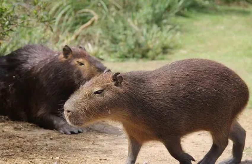 Капибара: почему самый спокойный грызун стал главным мемом интернета