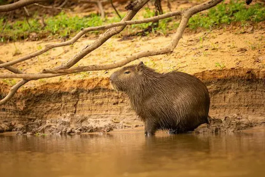 Капибара: почему самый спокойный грызун стал главным мемом интернета