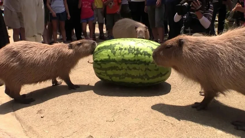 Капибара: почему самый спокойный грызун стал главным мемом интернета
